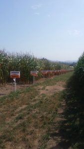IMG-20160907-WA0014